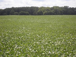 Property photo 3 - INDIANA LAND AUCTION, 87+/- Acres offered in 3 Tracts